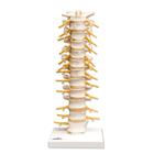 All Products - Colonne Vertebral Thoracique