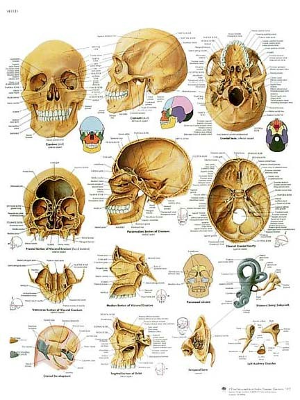 Wandkaart: The Human Skull