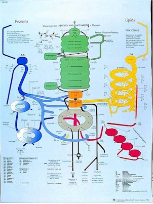 Wandkaart: Human Metabolic Pathways