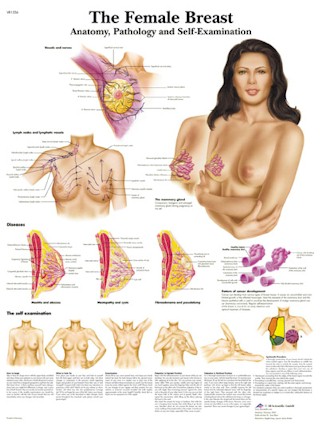 Wandkaart: The Female Breast